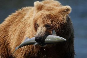 pesca sostenibile in Alaska 2