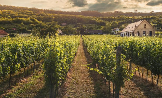 Il Vino- pexels-david-bartus-43782-442116