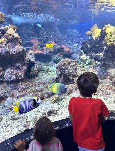 Acquario di Genova3 ph press