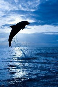 Delfino