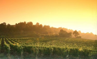 Wine Spectator RID-CARPINETO Tenuta di Dudda -Greve in Chianti