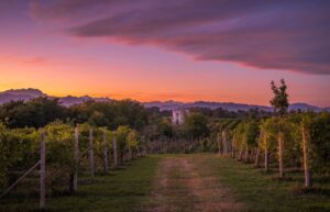 Alto Piemonte ph Press
